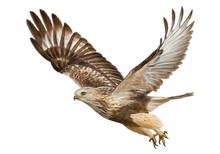 Hawk Flying Hand Draw And Paint Color On White Background Vector Illustration.