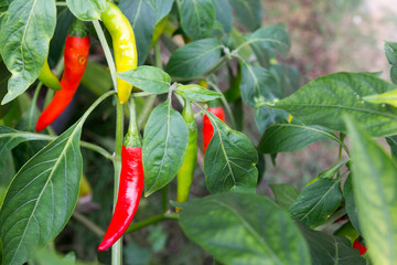 Colorful chili plant background