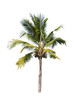 © kittiyaporn1027 - Coconut or palm tree , an asian trees isolate on white background