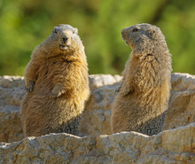 Marmots On A Medow