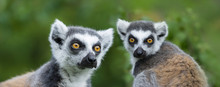 Ring - Tailed Lemur (Lemur Catta)