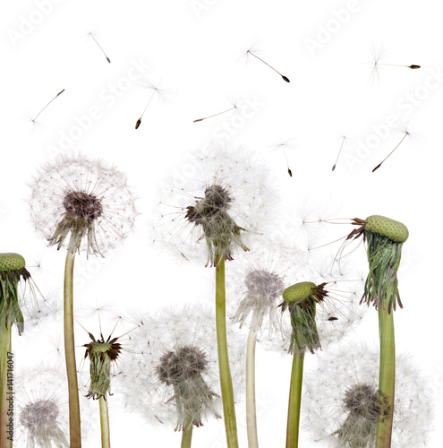 Fototapeta na wymiar isolated group of seeds and old dandelions