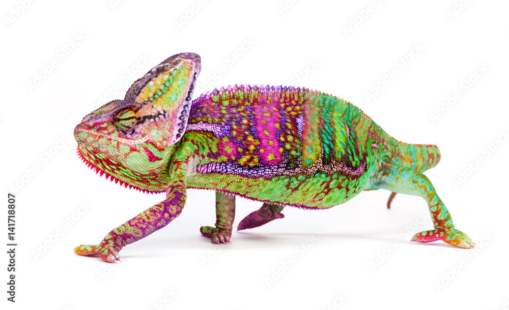 Veiled chameleon (chamaeleo calyptratus) close-up. - obrazy, fototapety, plakaty 