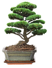 Green Bonsai Pine Tree In Pot