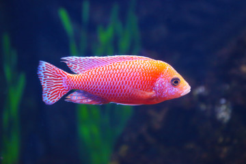 Exotic freshwater fish in aquarium