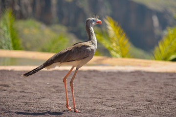 Wall Mural - Bird of pray in animals park in Gran Canaria, Spain
