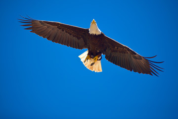 Wall Mural - American bald eagle in animals park in Gran Canaria, Spain