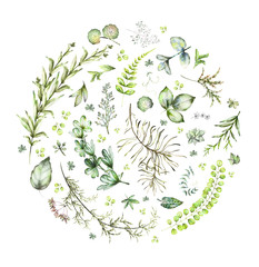 Wall Mural - round composition with watercolor elements - herbs, leaf.  garden and wild plants, leaves, branches, illustration isolated on white background with eucalyptus, exotic, tropical leaf. Green organic