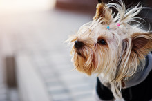 Close Up Portrait Of Yorkshire Terrier Dog On A Leash.