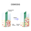 Osmosis. Water passing through a semi-permeable membrane
