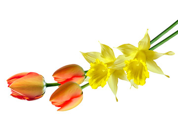 Wall Mural - spring flowers narcissus isolated on white background