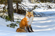 © FotoRequest - Red Fox Sitting on Snow
