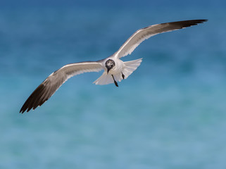   Laughing Gull in Flight against Blue Ocean