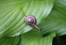 Snail In The Garden On The Large Green Leaf Of Hosta Plant.