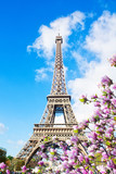 Fototapeta Boho - Eiffel Tower in sunny spring day with magnolias in Paris, France