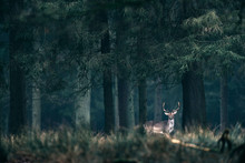 Male Fallow Deer Standing In Tall Grass Of Forest.