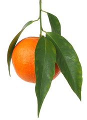 Wall Mural - mandarin orange with leaves