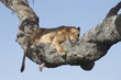 © GUIDO - Leone dorme su un ramo