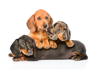 Aufkleber - Group Dachshund dogs lying together. isolated on white background