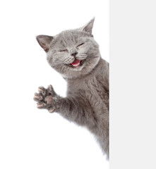 Poster - Happy cat peeks out from behind a banner and waving his paw. isolated on white background