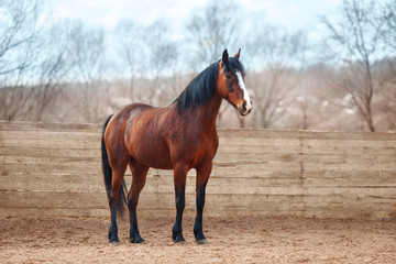 Bay horse stands in the arena