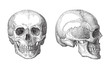 Human skull / vintage illustration 