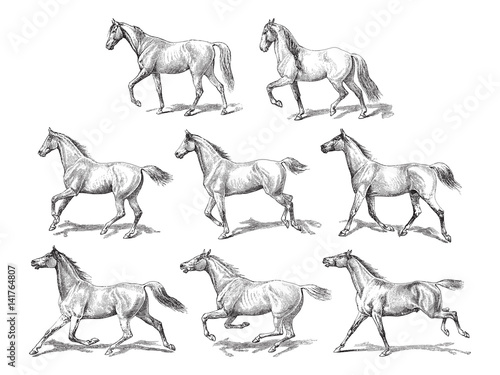 Fotomural Horse collection / vintage illustration