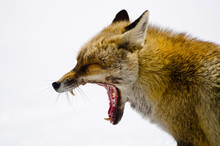 Close Up Of Red Fox Yawning
