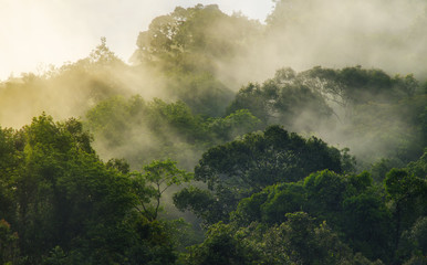 Wall Mural - deep tropical forest, canopy tree and fog