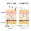 Young and older skin.