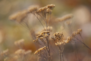 The Caucasus. Fall. Flowers