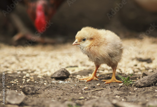 Barnyard Funny Little Chicken Walking Around The Farm Yard Buy