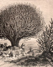 Illustration Botanique / Euphorbia Sp. / Euphorbe Arborescente