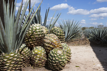 Cactus plants in the tequila factory.