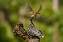 Redstart Bird Feeds Insect To Cuckoo
