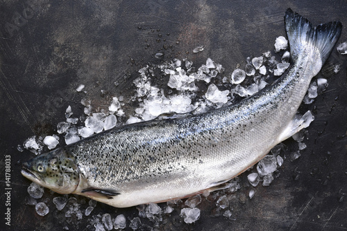 Fotografía Raw fresh organic salmon on ice.Top view with space for text.