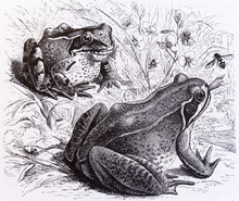 Rana Temporaria, Red Frog