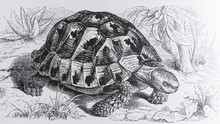 Greek Tortoise, Testudo Graeca
