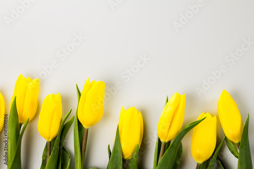 wielkanocne-zolte-tulipany-na-bialym-tle