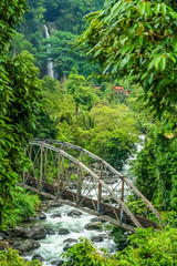 Wall Mural - Bridge In The Jungle