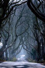 The Dark Hedges, County Antrim, Ballymoney, Northern Ireland.
