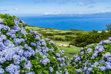 Typical Azorean Landscape With Green Hills, Cows And Hydrangeas, Pico Island, Azores, Portugal