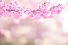 Beautiful Sprig Pink Cherry Blossom For Background.
