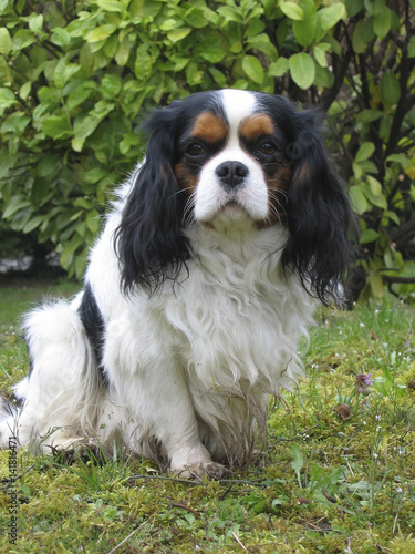 Chien Race Cavalier King Charles Buy This Stock Photo