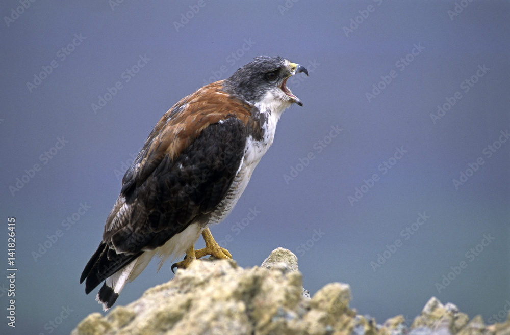 buteo polyosoma