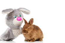 Toy Rabbit Stroking A Small Live Rabbit Isolated On A White Background