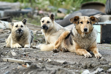 A Pack Of Stray Dogs