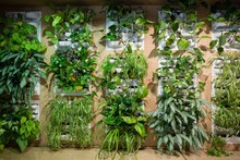 Green Plants In Office