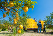 Closeup view of lemons on tree and pickers at work in the background