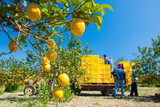 Fototapeta  - Closeup view of lemons on tree and pickers at work in the background